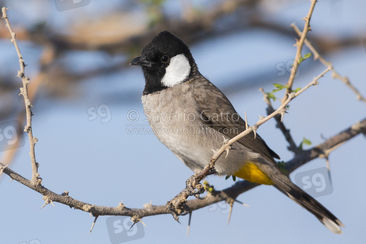 White-eared Bulbul, adult perched on a branch